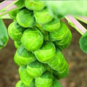 BRUSSEL SPROUTS - GRONINGER
