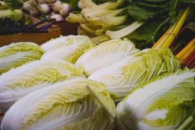 CHINESE CABBAGE - CAPITOL