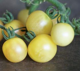 Tomato MIRABELLE BLANCHE