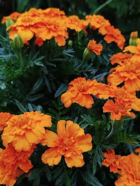 MARIGOLD, FRENCH VALENCIA ORANGE