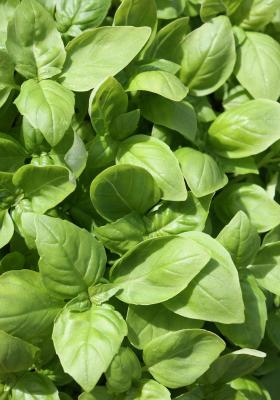 BASIL OBSESSION, wholesale pack