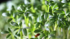 Garden Cress for Germinating, Sprouting