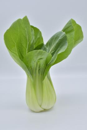 Pak Choi KARAOKE F1