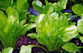 Swiss Chard FORDHOOK Wholesale