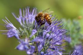 Phacelia tanacetifolia, fiddleneck, Wholesale pack