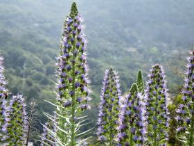 Vipers Bugloss