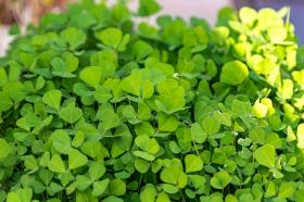 Fenugreek Wholesale Pack