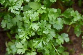 CORIANDER SANTO