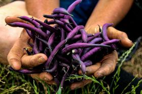 Runner bean PURPLE TEEPEE