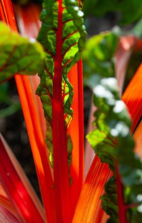 Swiss Chard RHUBARB CHARD