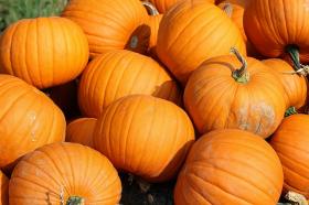 PUMPKIN - CONNECTICUT FIELD