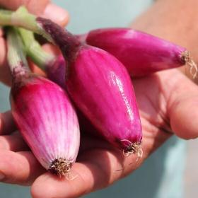 ONION (seeds) - ROSSA DI FIRENZE