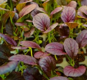 Pak Choi PURPLE RAIN F1