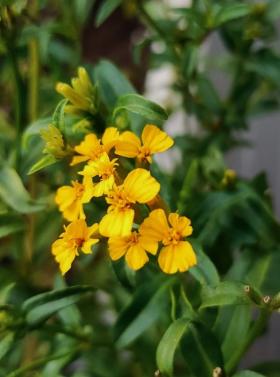 Tagetes lucida (Winter Estragon) 