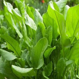 French Sorrel (Rumex acetosa) 