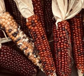 Heirloom Polenta Maize Pignoletto del Canavese