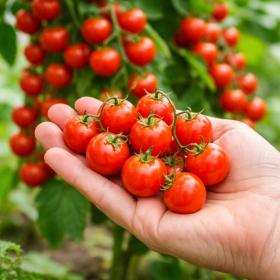 Tomato Rote Murmel - Highly Productive