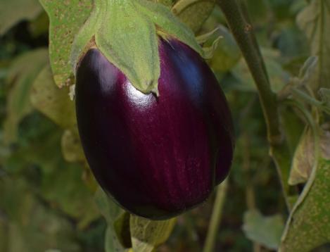 Packet - EGGPLANT - RONDE DE VALENCE, regular seed - not treated and not gmo