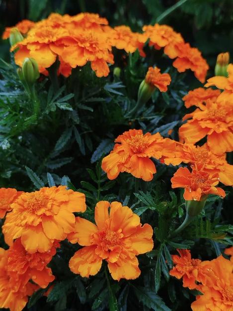 Packet - MARIGOLD, FRENCH VALENCIA ORANGE, regular seed - not treated and not gmo