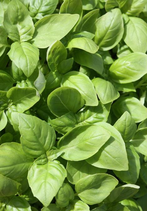 Packet - BASIL OBSESSION, wholesale pack, regular seed - not treated and not gmo