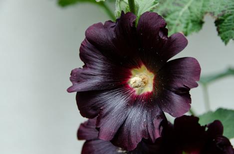 Packet - Hollyhock black, organic seed, heirloom