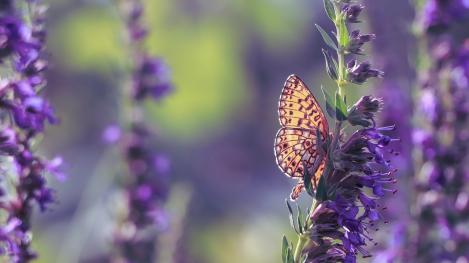 Packet - Hyssop, wholesale pack, organic seed