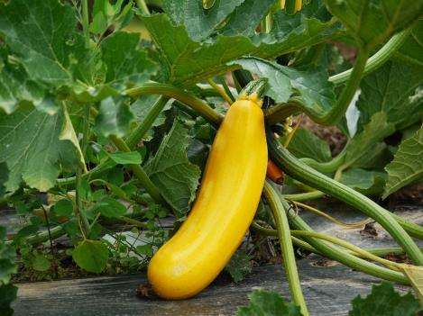 Packet - Squash GOLDENA, regular seed - not treated and not gmo