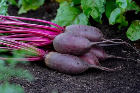 Packet - Beetoot CYLINDRA, organic seeds, heirloom