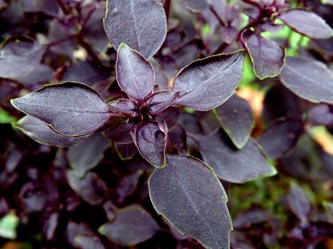 Packet - Basil RED RUBIN Wholesale Pack, regular seed - not treated and not gmo, heirloom