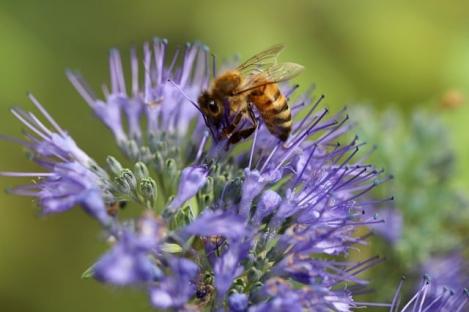 Packet - Phacelia tanacetifolia, fiddleneck, Wholesale pack, organic seed