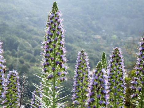 Packet - Vipers Bugloss, organic seed