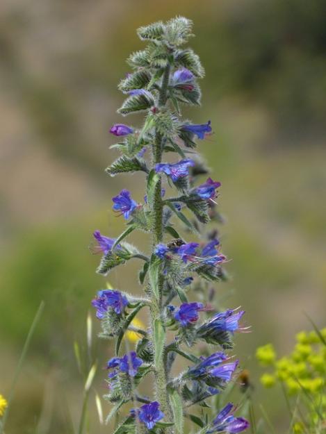 Packet - Vipers Bugloss, Wholesale Pack, organic seed