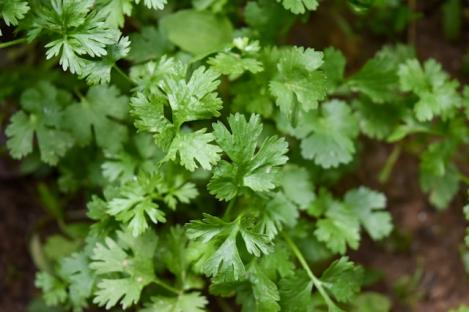 Packet - CORIANDER SANTO, organic seed, heirloom