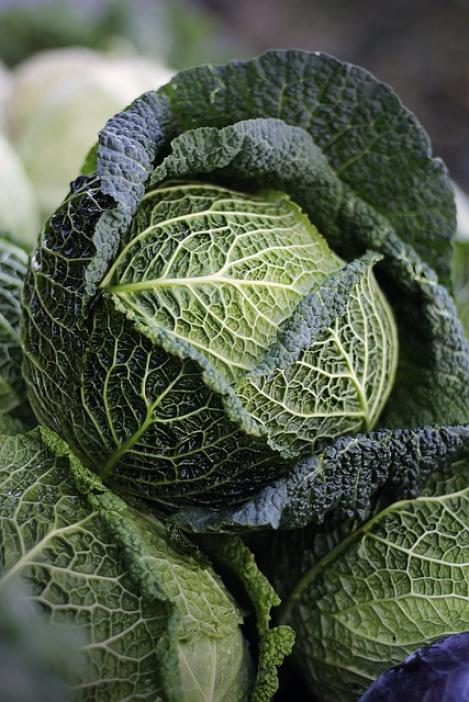 Packet - SAVOY CABBAGE - VERTUS, organic seed, heirloom