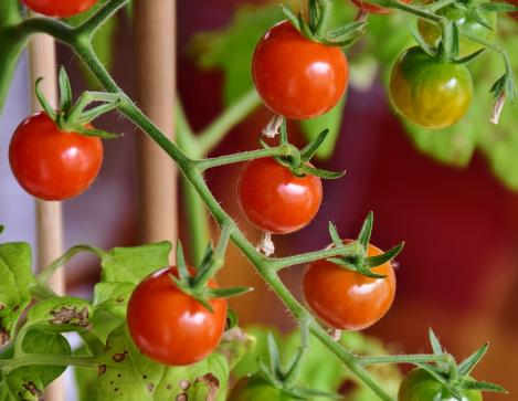 Packet - TOMATO - STERNTALER, organic seed