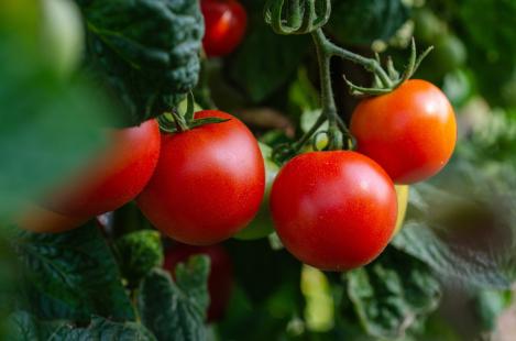 Packet - TOMATO - ROTKÄPPCHEN, RED RIDING HOOD, organic seed