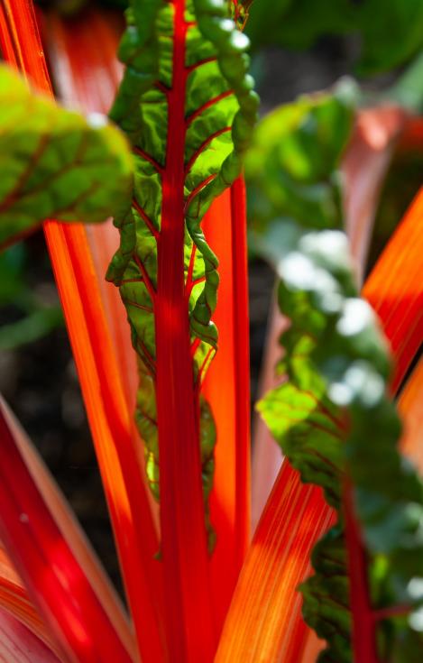 Packet - Swiss Chard RHUBARB CHARD, organic seed