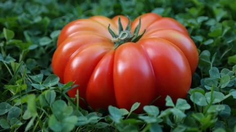 Packet - TOMATO - BEEFSTEAK, organic seed