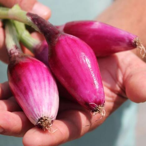 Packet - ONION (seeds) - ROSSA DI FIRENZE, organic seed, heirloom