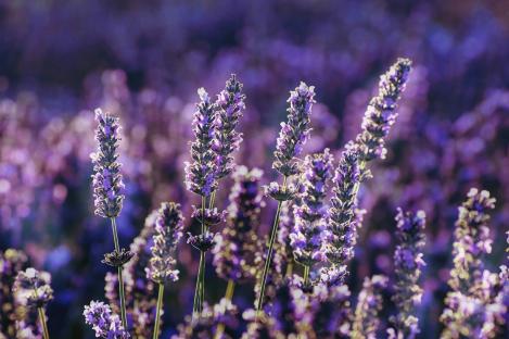 Packet - LAVENDEL, organic seed