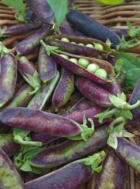 Packet - PEA - BLAUWSCHOKKER, organic seed, heirloom