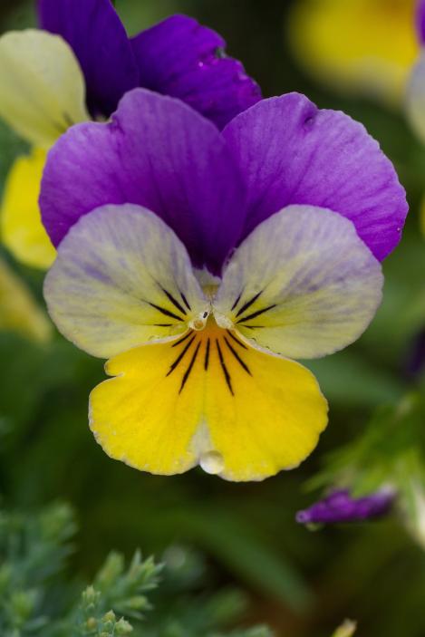 Packet - Viola tricolor (Johnny Jump up), organic seed